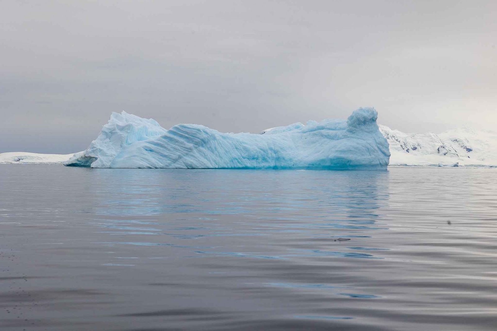 Icebergs in Cuverville harbor