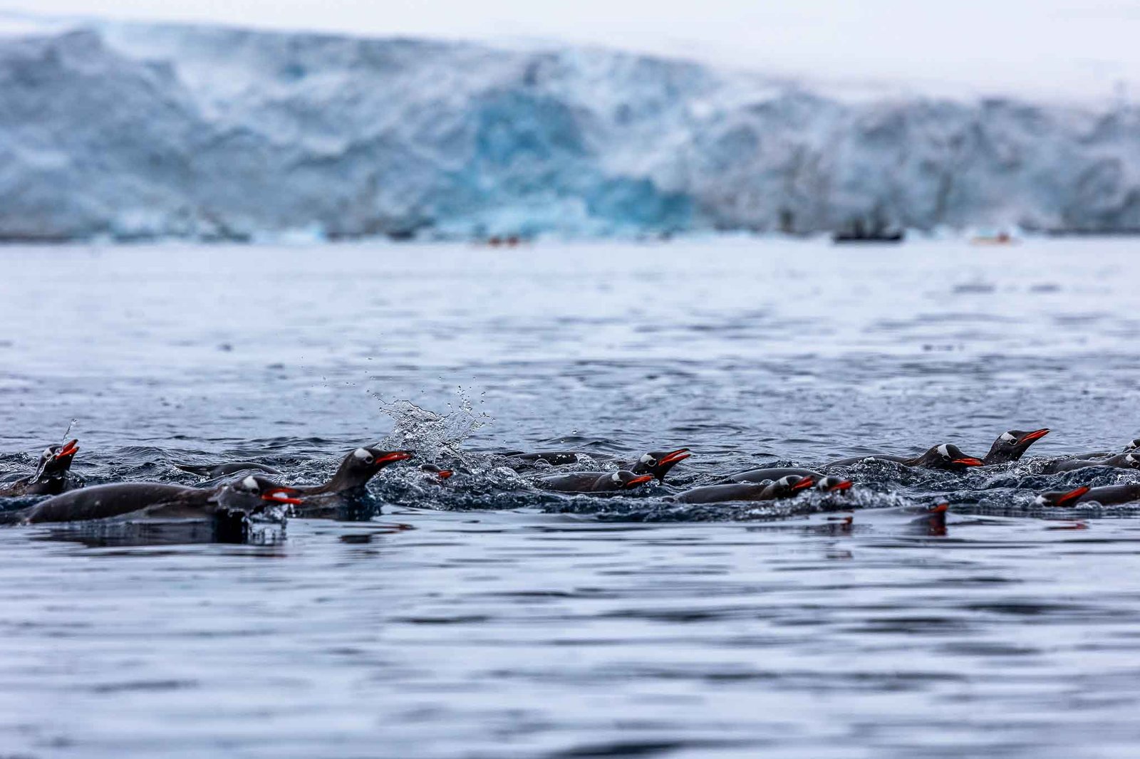 Gentoo Penguins in Cuverville harbor