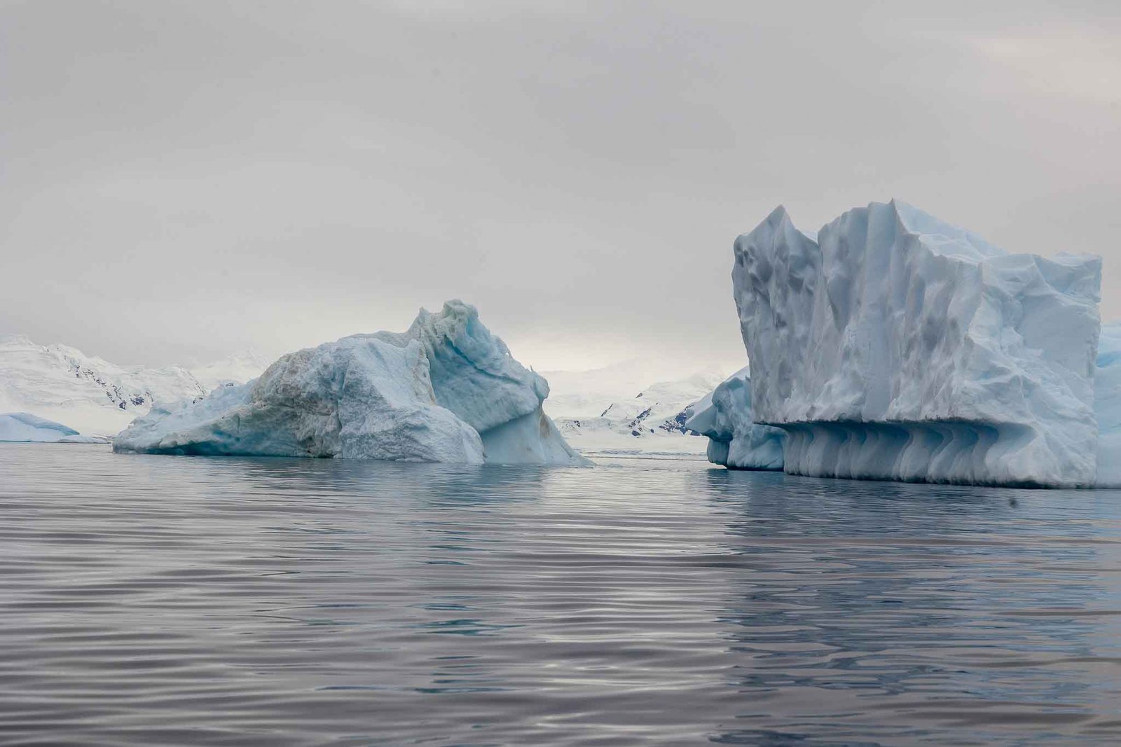Ice formation in Cuverville harbor