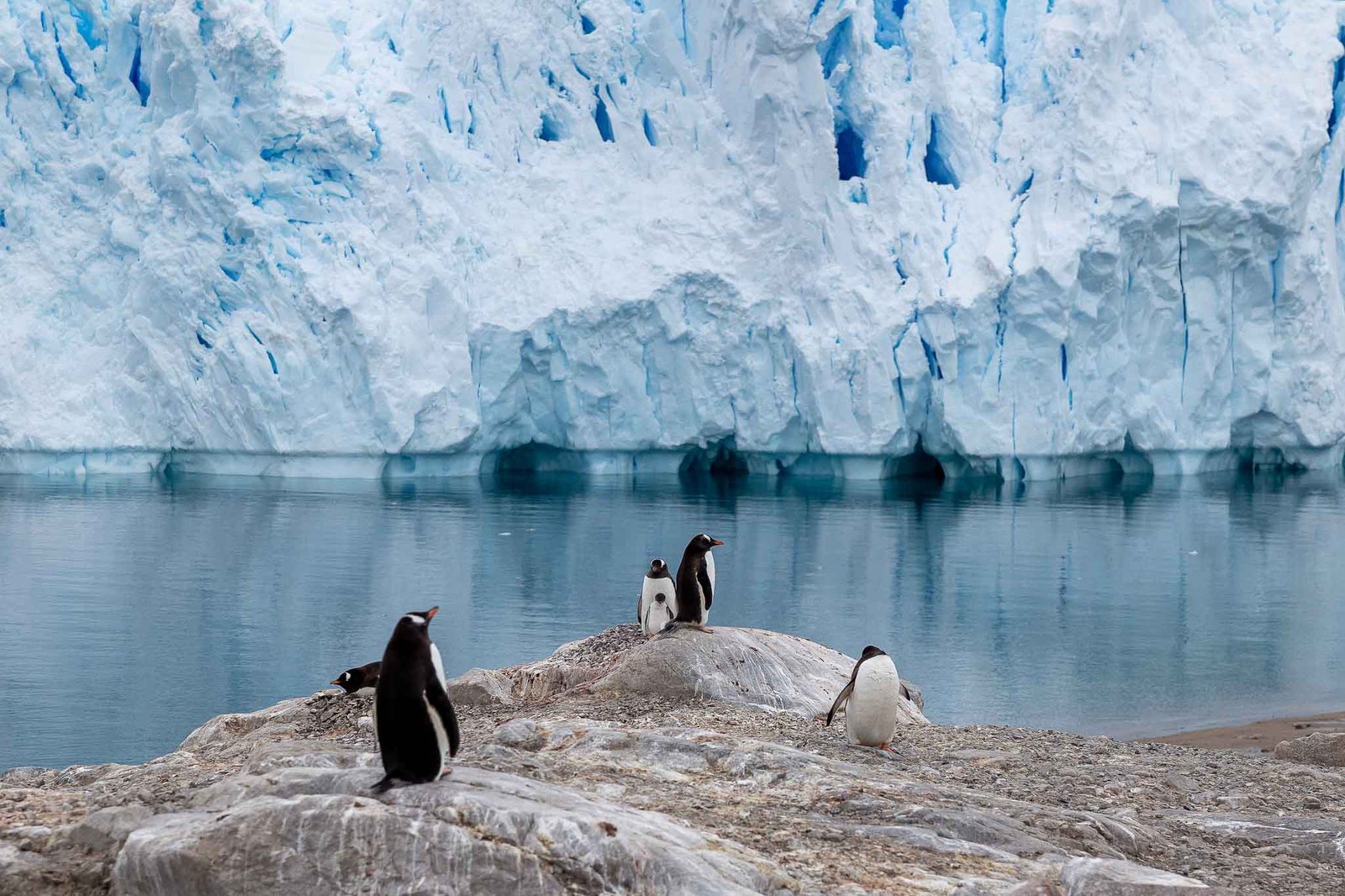 Gentoo Penguins and ice in Neko