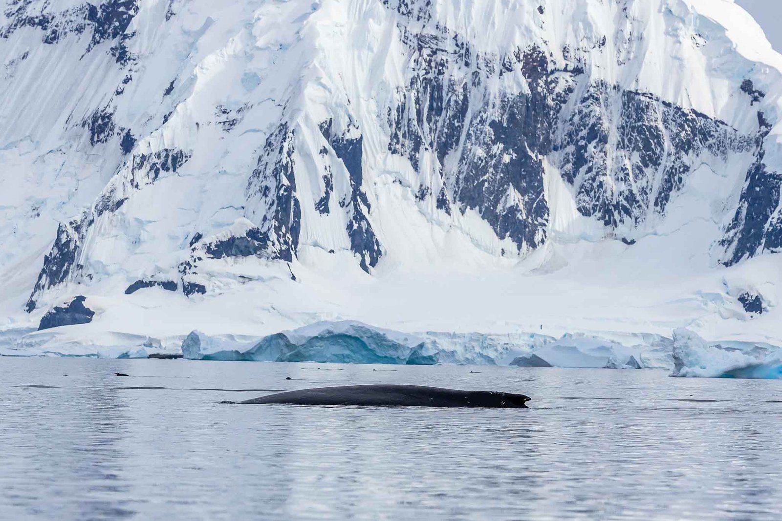 sleeping whale in Cuverville harbor