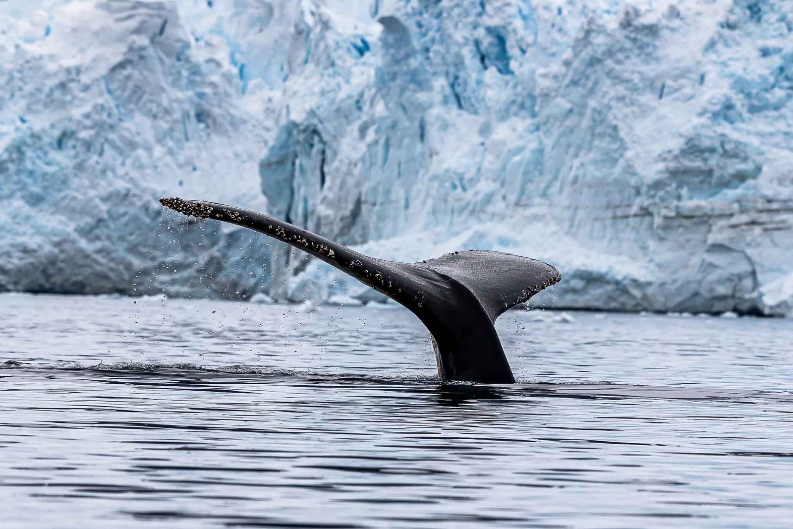 Whale that came up right by our Kayaks