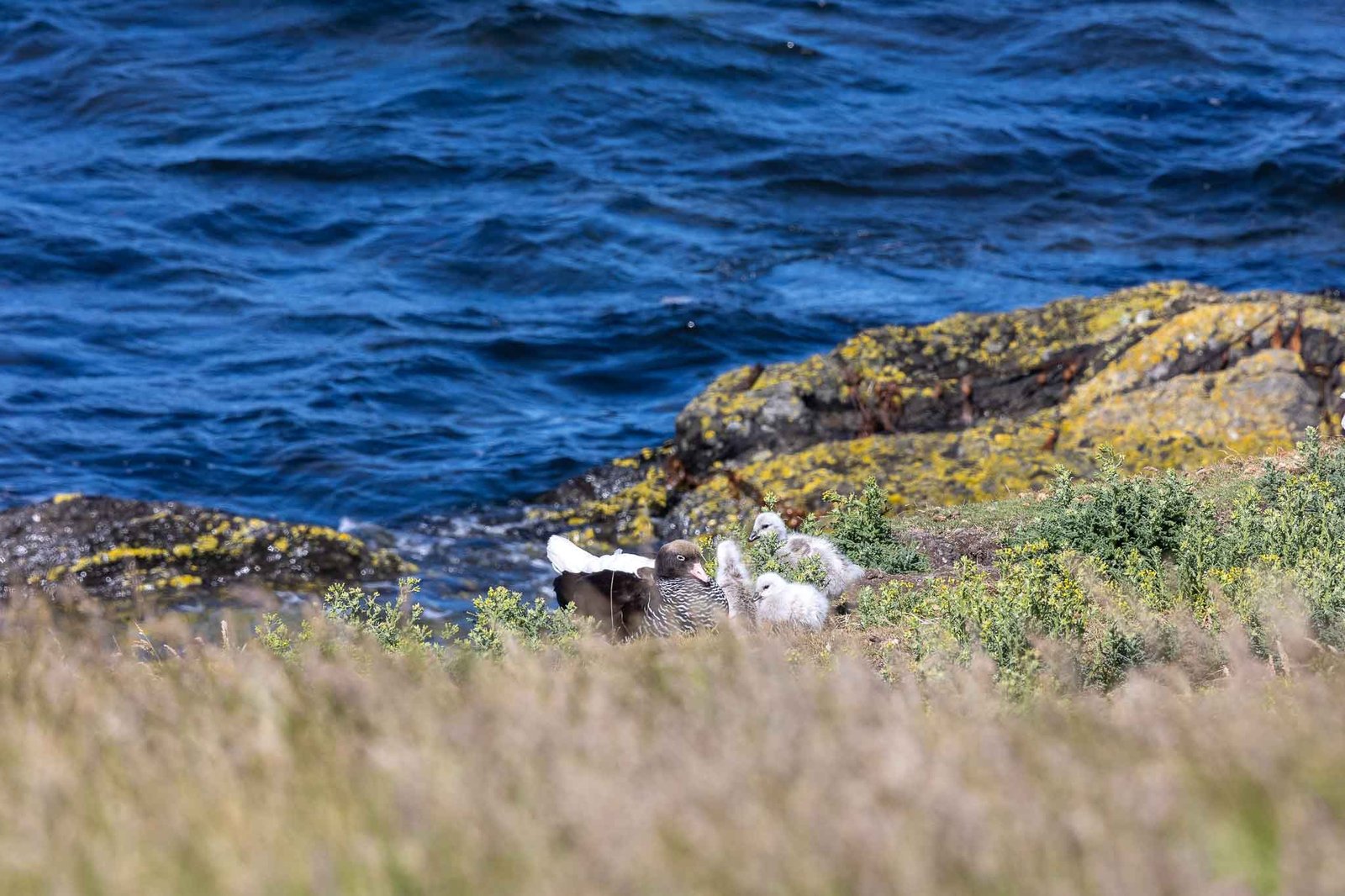 Baby Kelp Geese that we saw on the walk