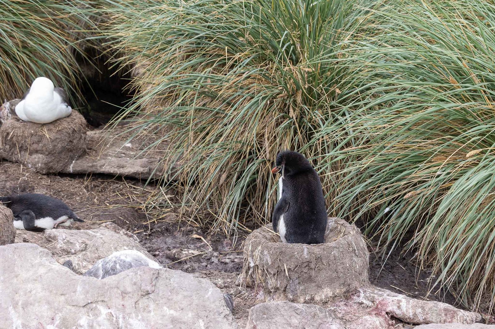 Rock Hopper Penguin Chick