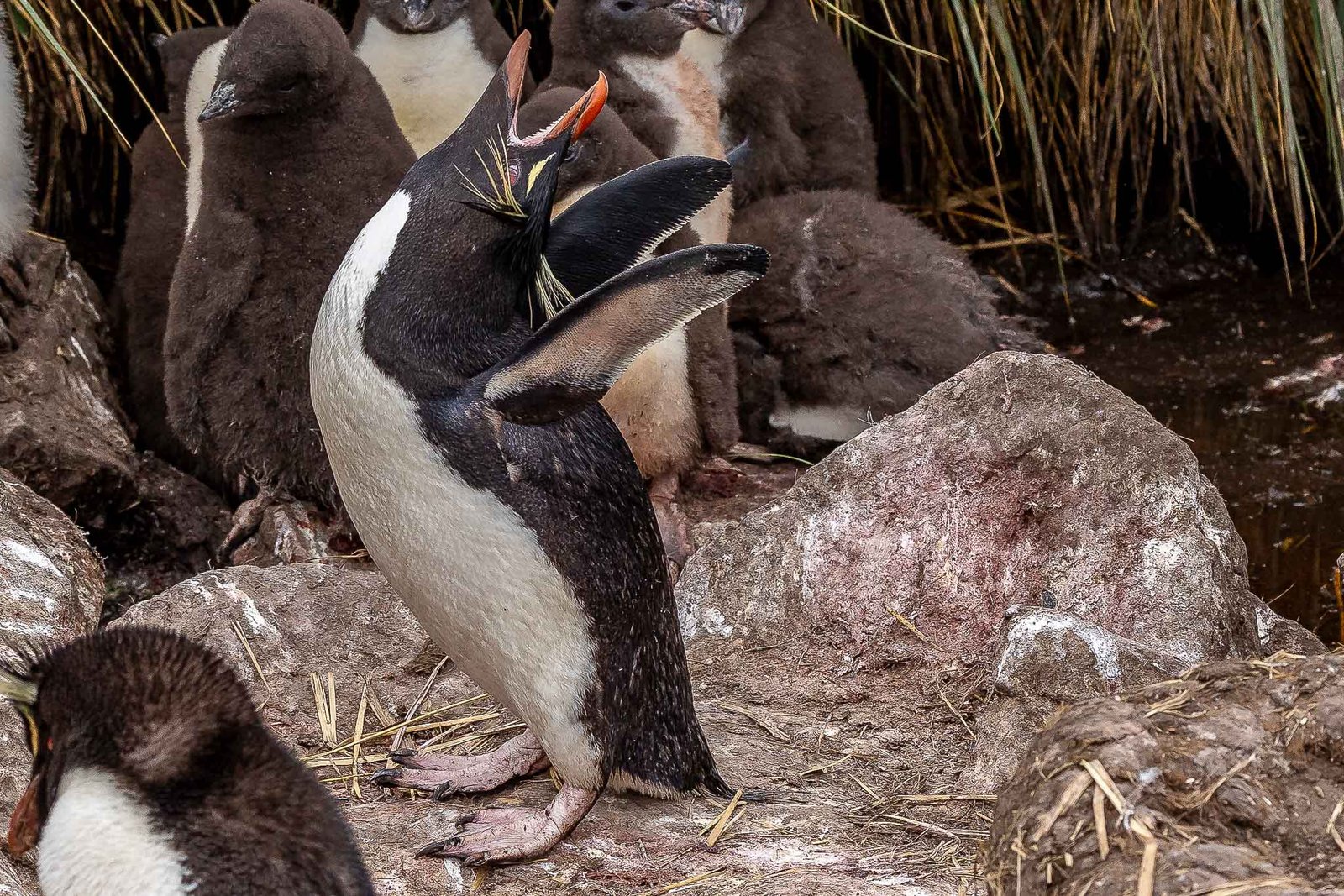 Rock Hopper Penguin Screaming