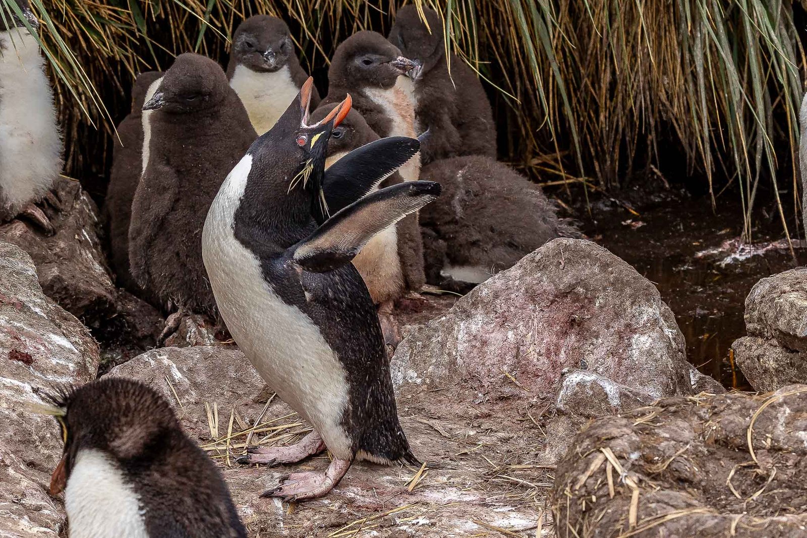 Rock Hopper Penguin where the Red Eyes are visible