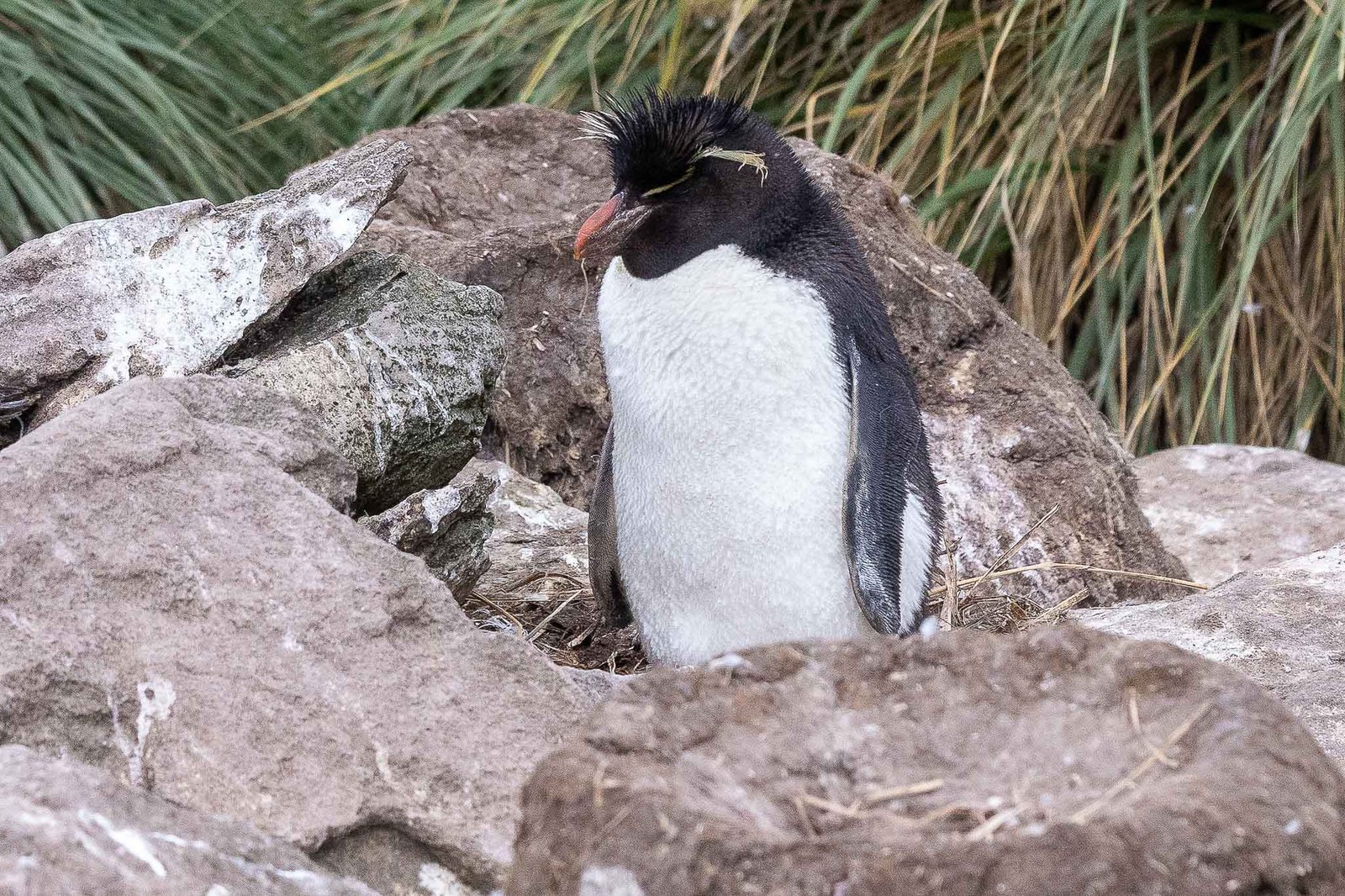 Rock Hopper