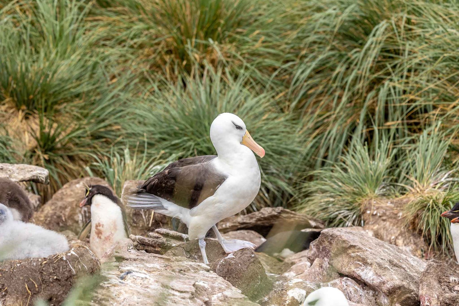 Black Browed Albatross