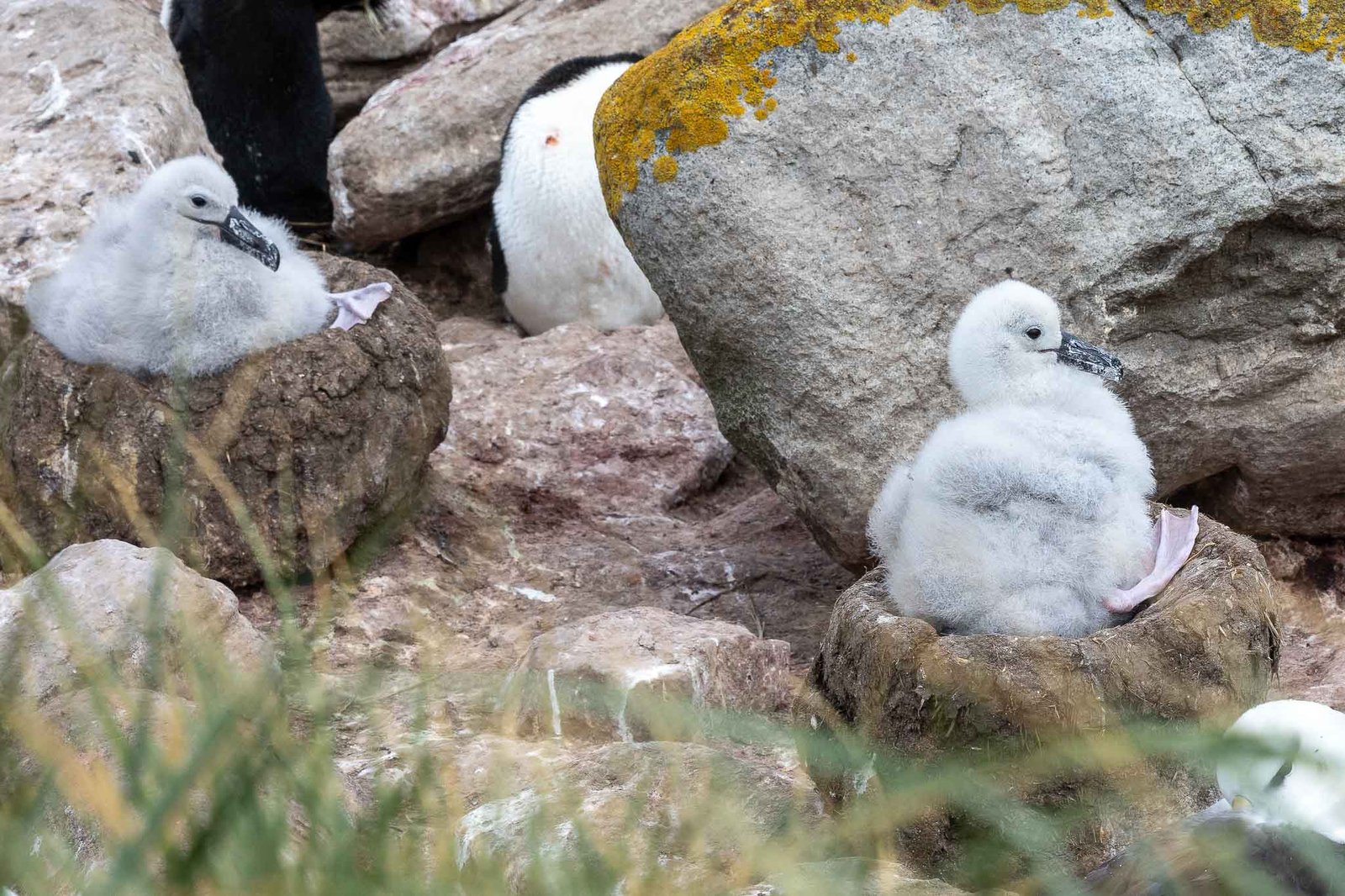 Black Browed Albatross Chick