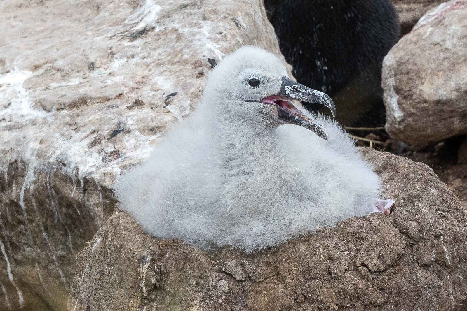 Black Browed Albatross Chick