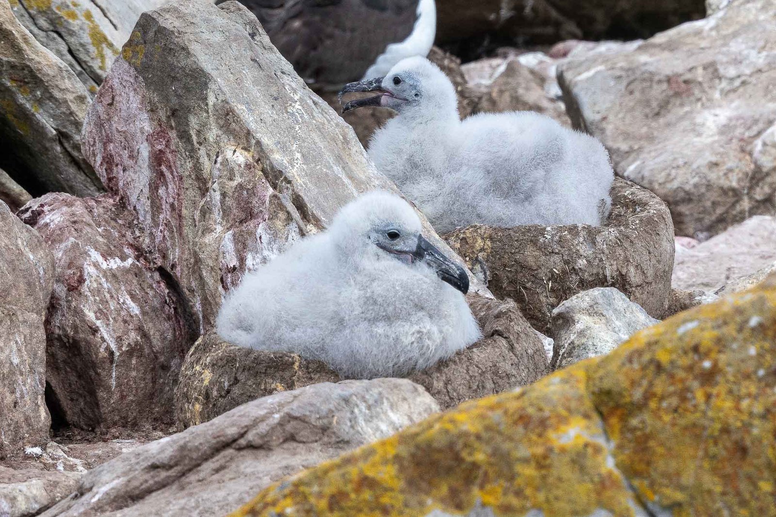 Black Browed Albatross Chick