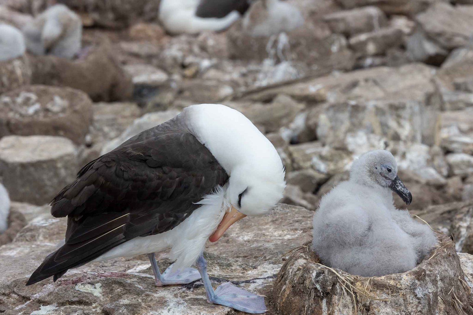 Black Browed Albatross with Chick