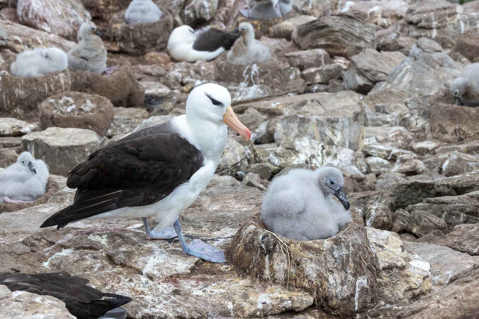 Black Browed Albatross with Chick