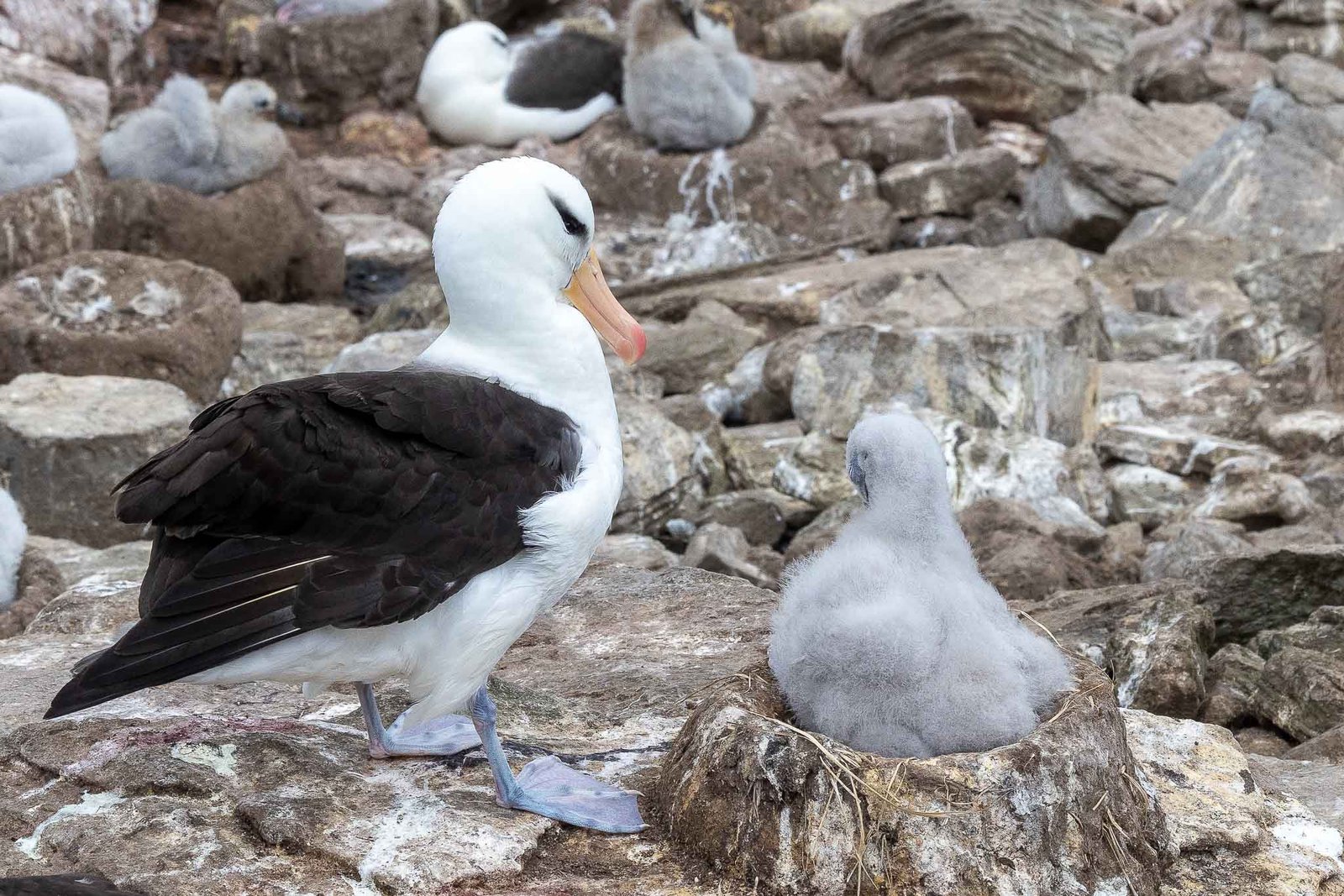 Black Browed Albatross with Chick