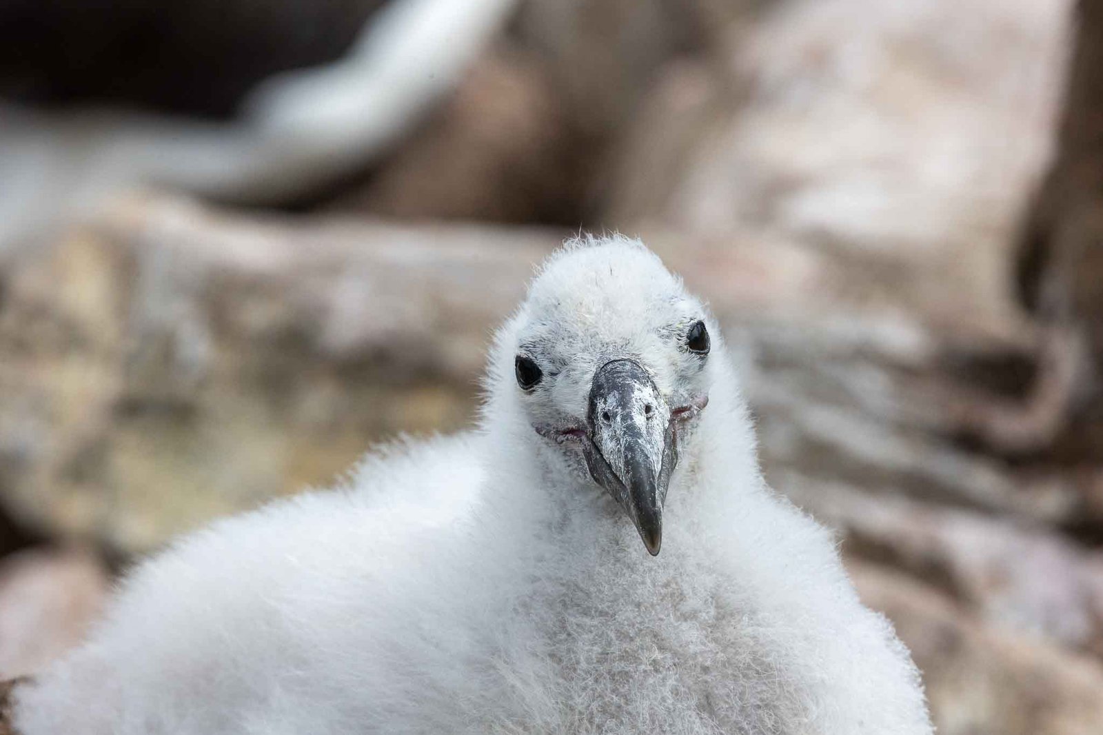 Black Browed Albatross Chick
