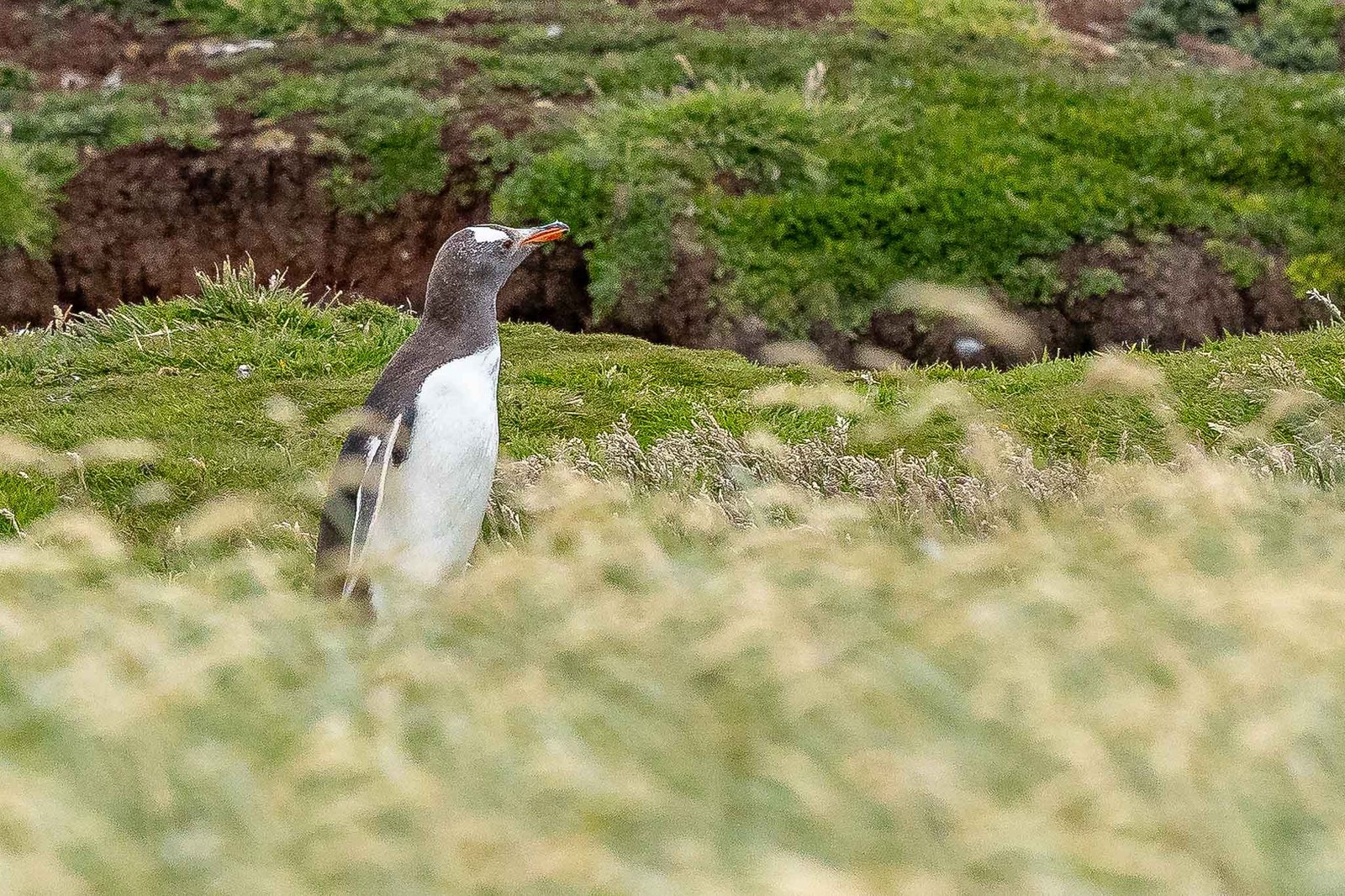 Gentoo Penguin