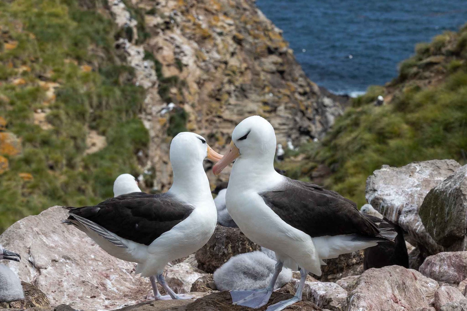 Black Browed Albatross