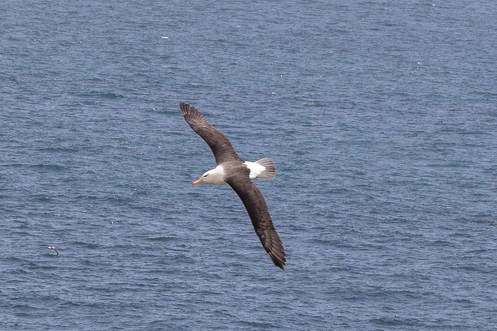 Albatross Fly by