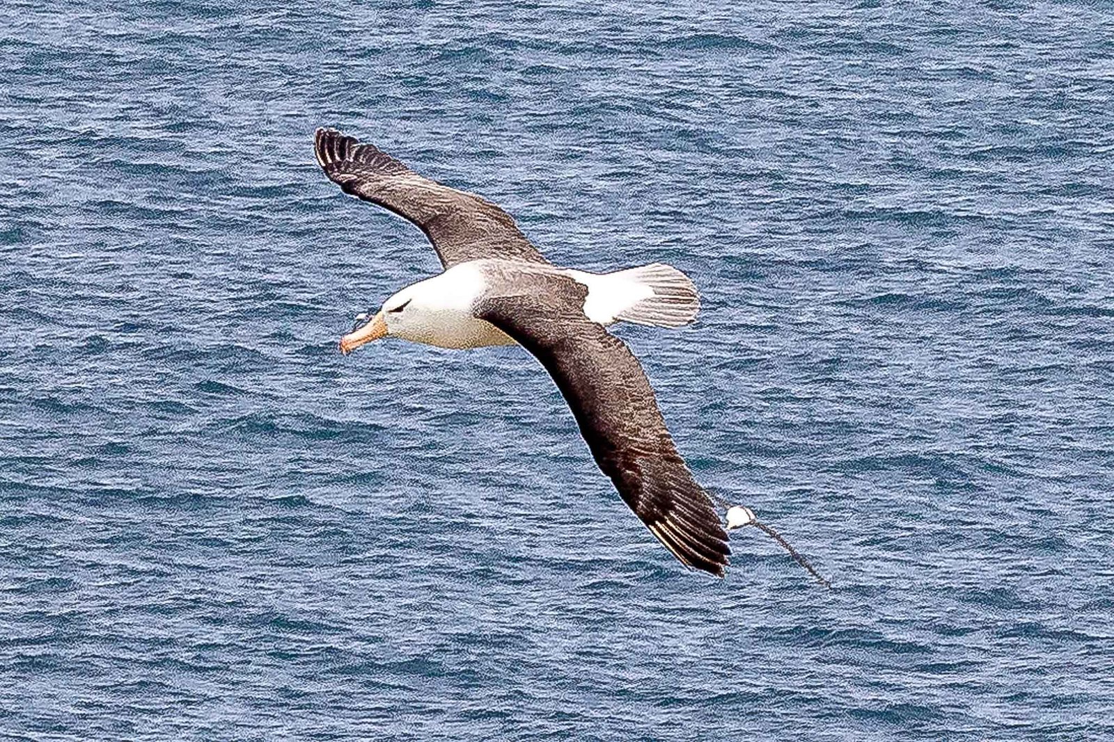 Albatross Fly by