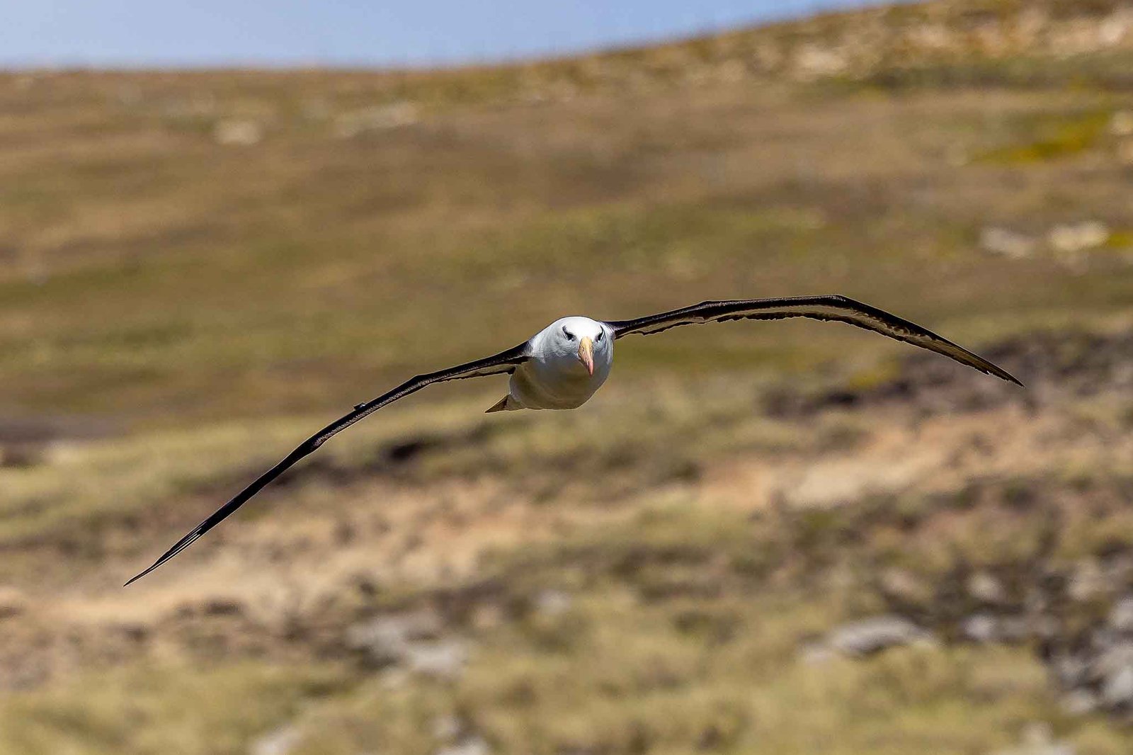 Albatross Fly by