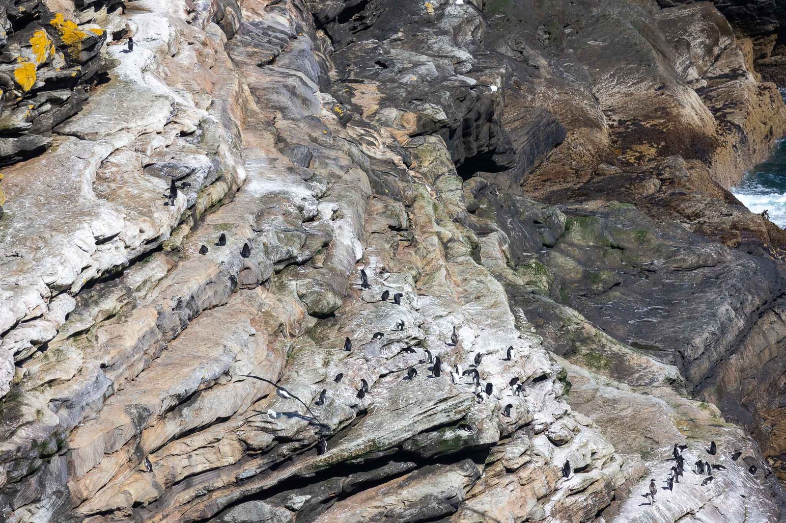 Rock Hoppers climbing the cliff from the Ocean back to the Colony