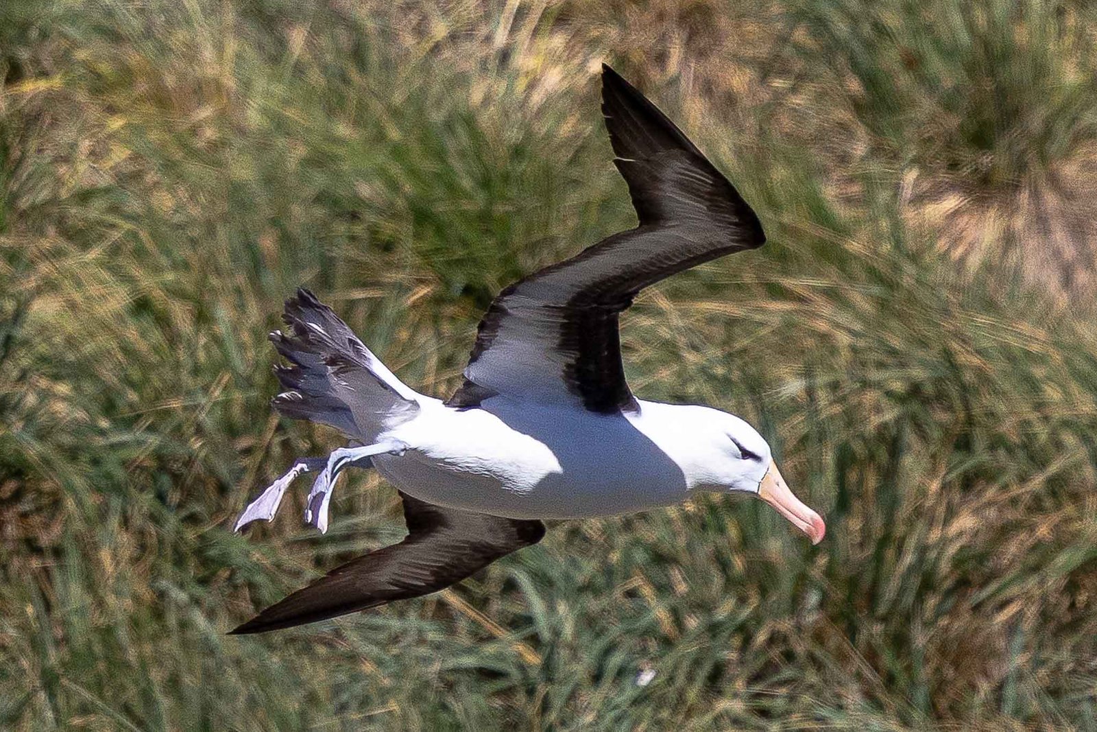 Albatross Fly by