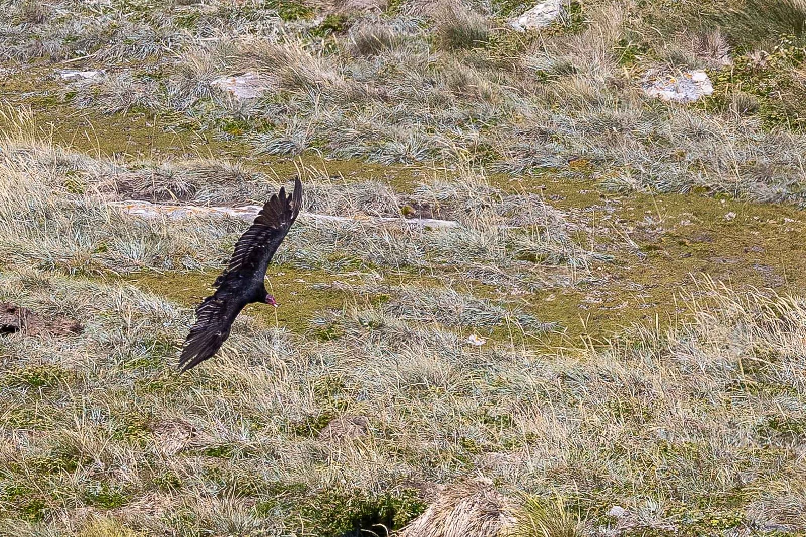 Caracara