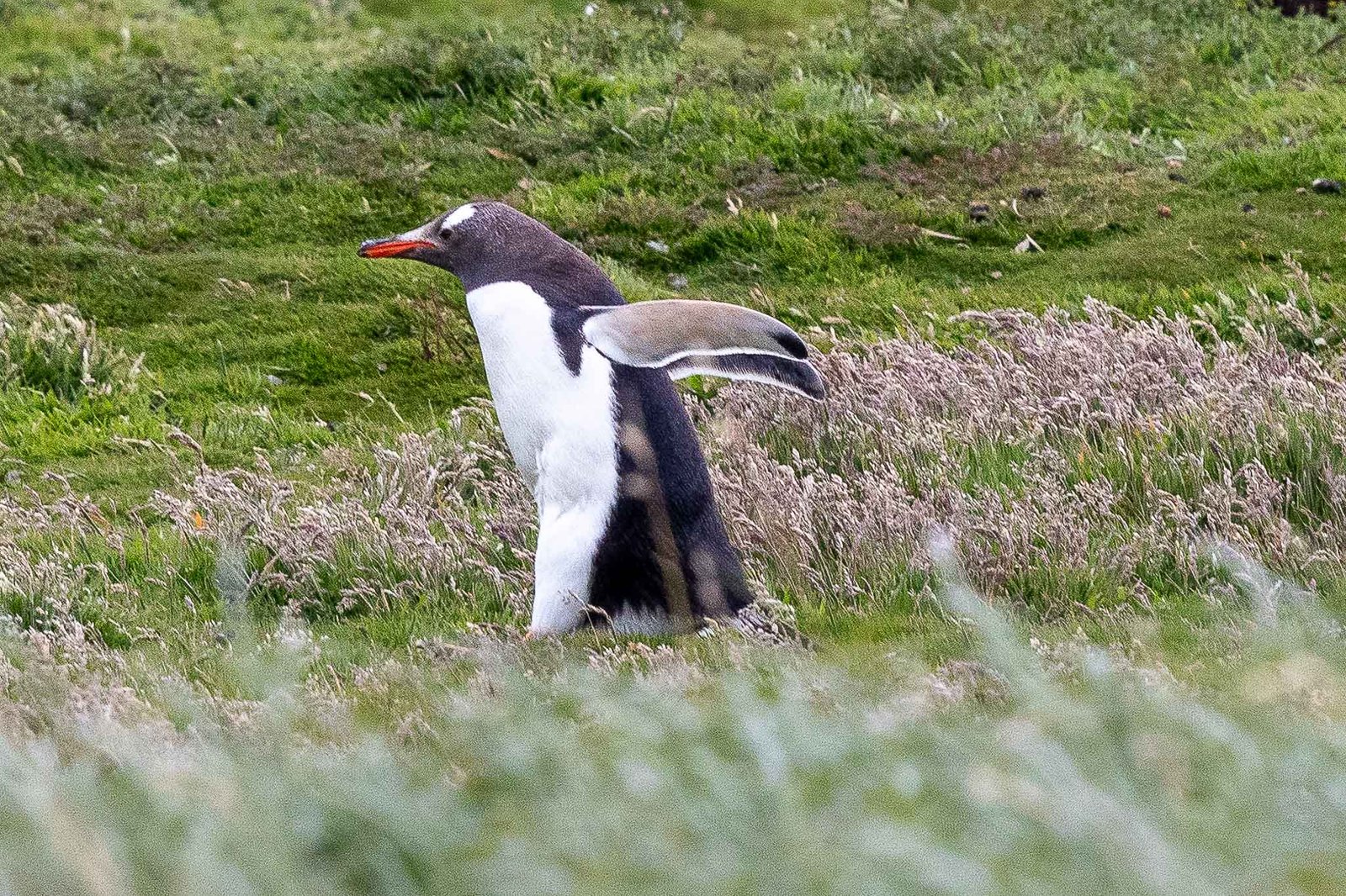 Gentoo Penguin