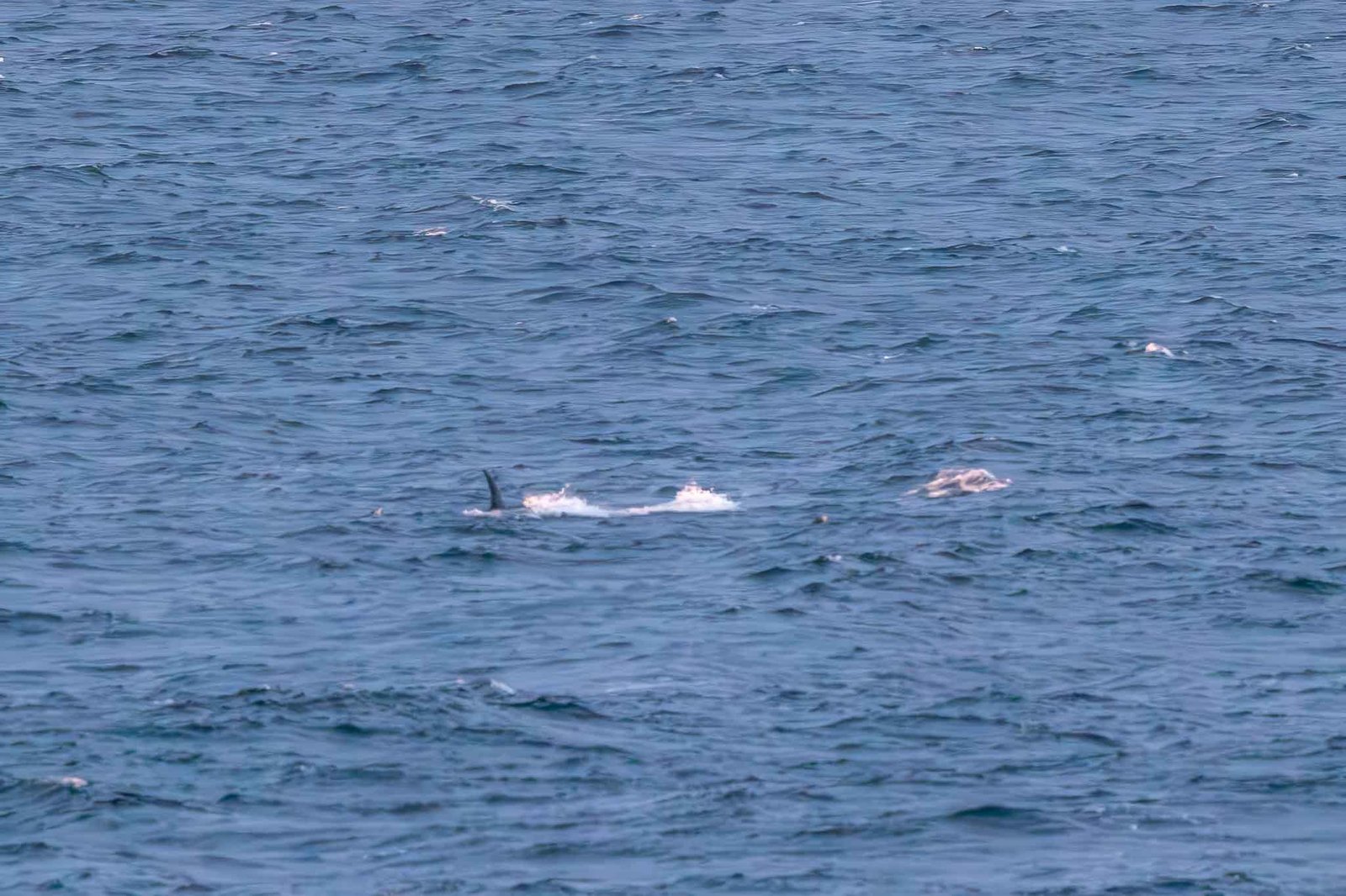 Sei Whales