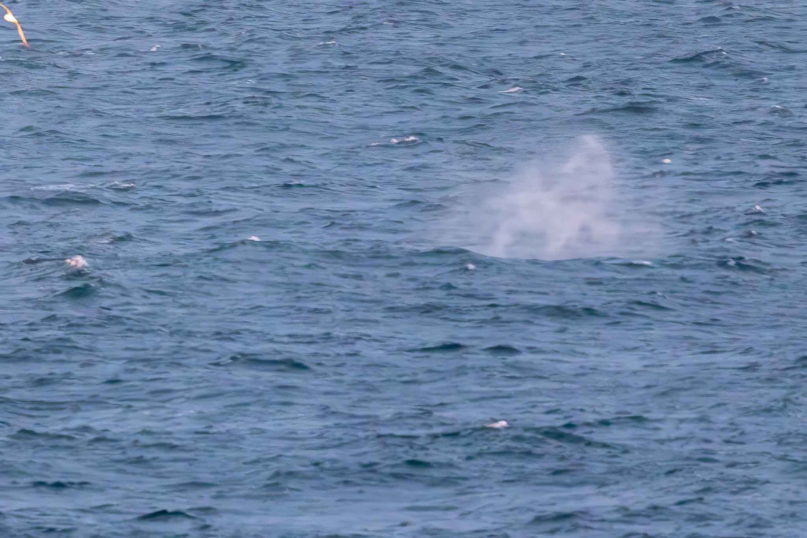 Sei Whales