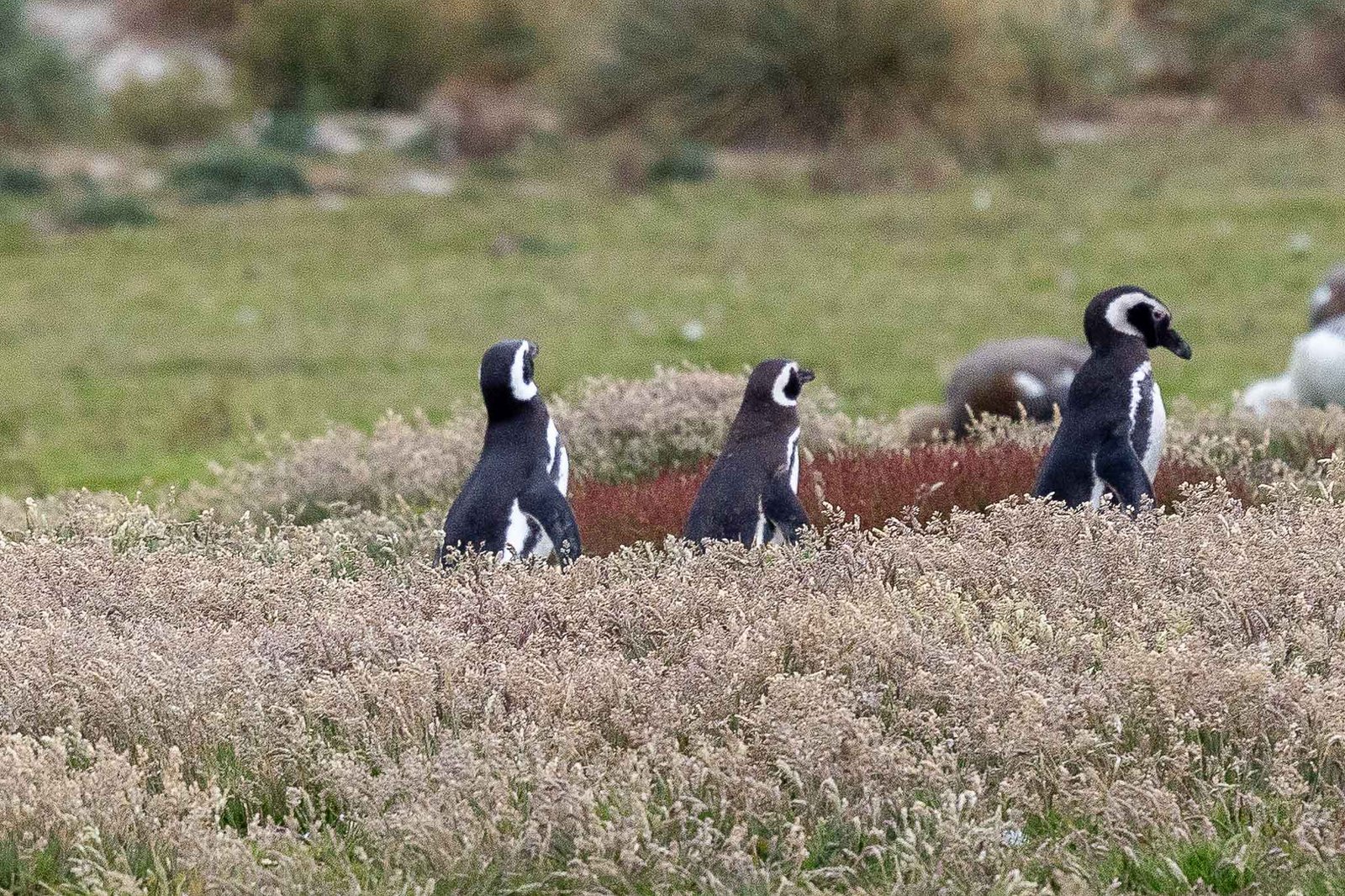 Magellanic Penguins