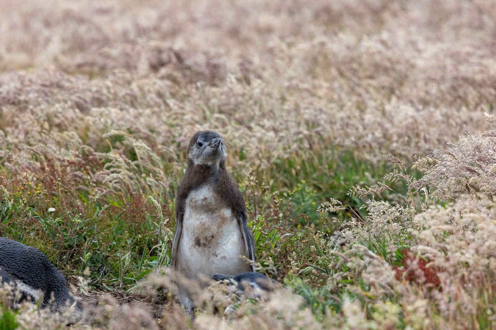 Magellanic Penguin chick