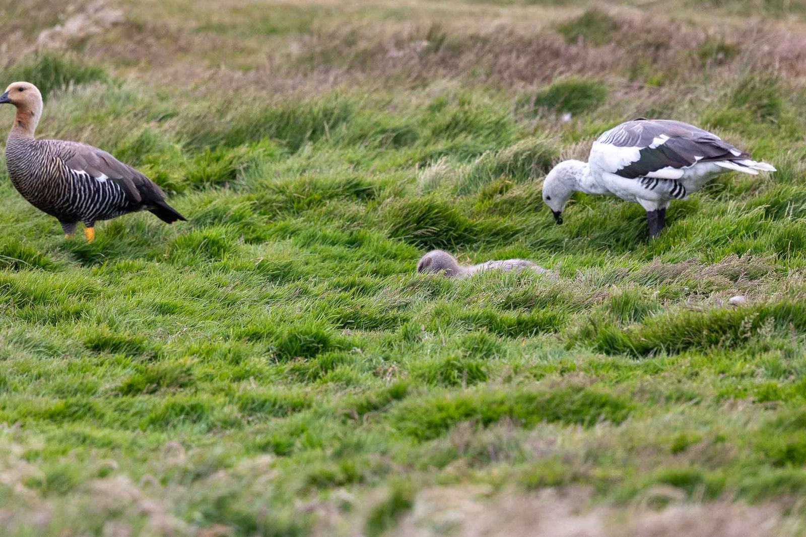Upland Geese with chick