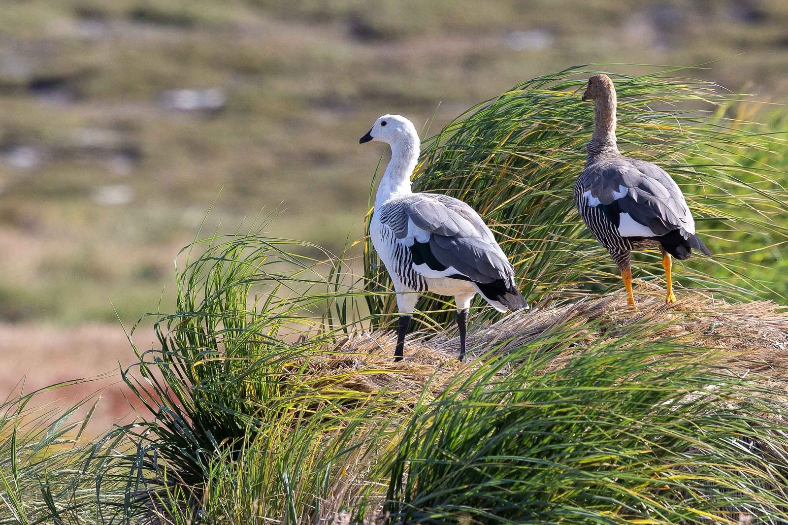Upland Geese