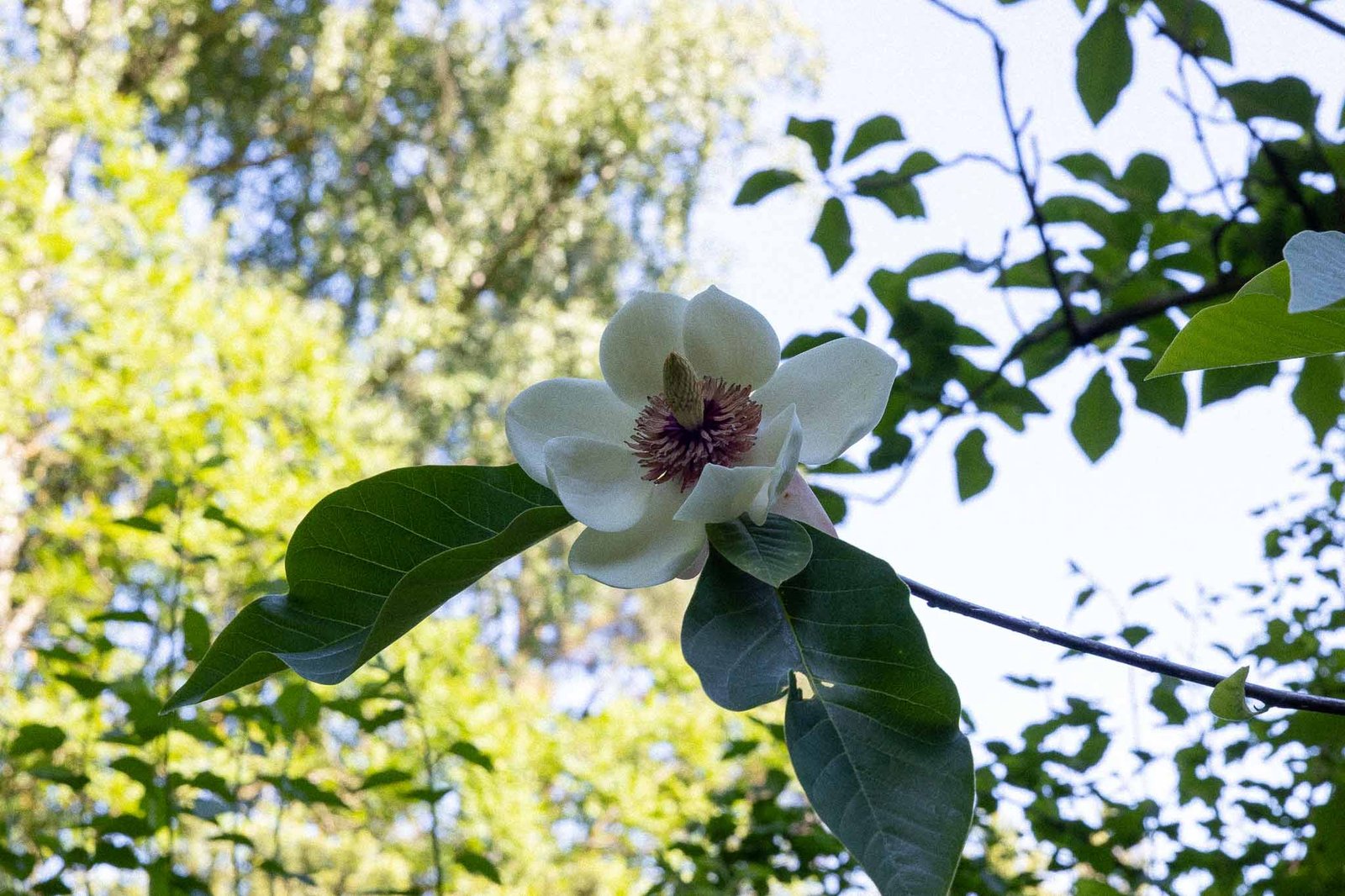 Flower at the Botanical Garden
