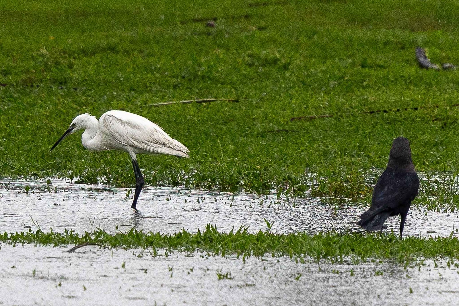 Little Egret - different than ours because of the black legs and beak
