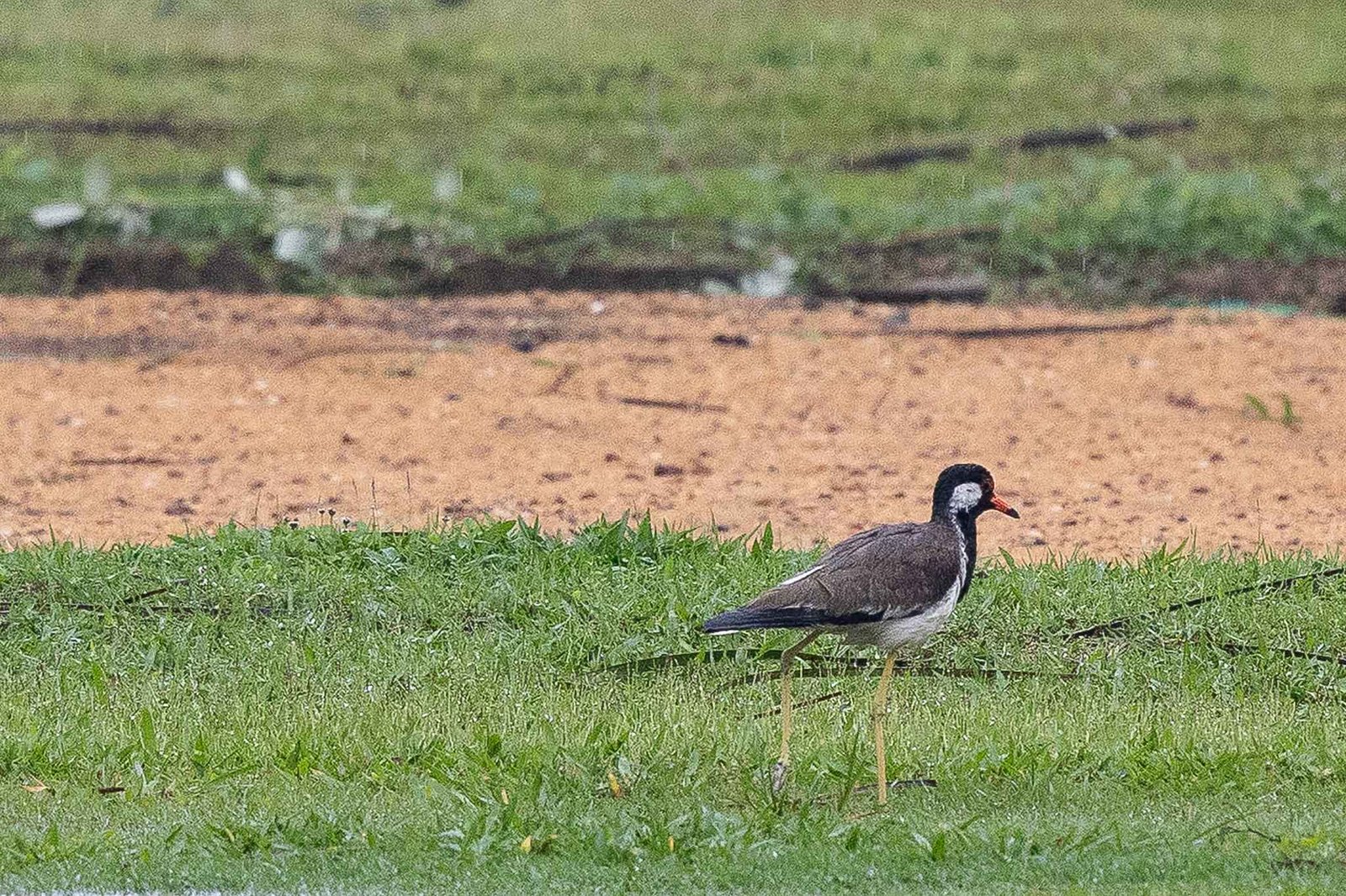 Red Wattled Lapwing