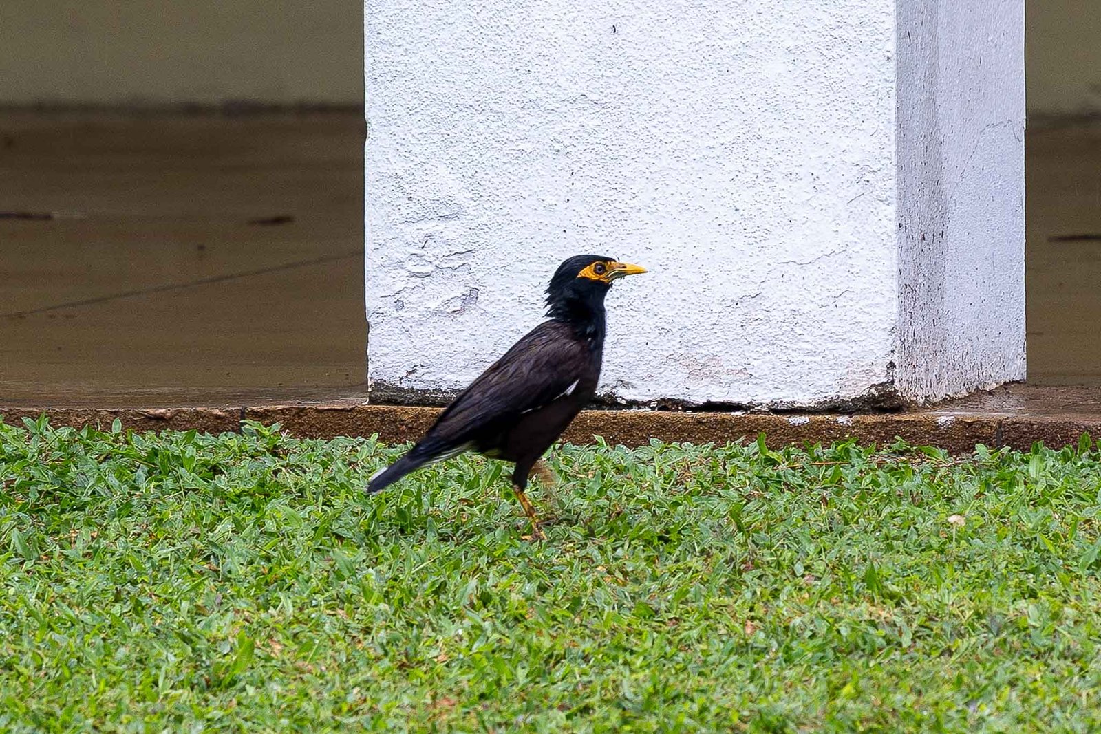 Yellow Hill Myna