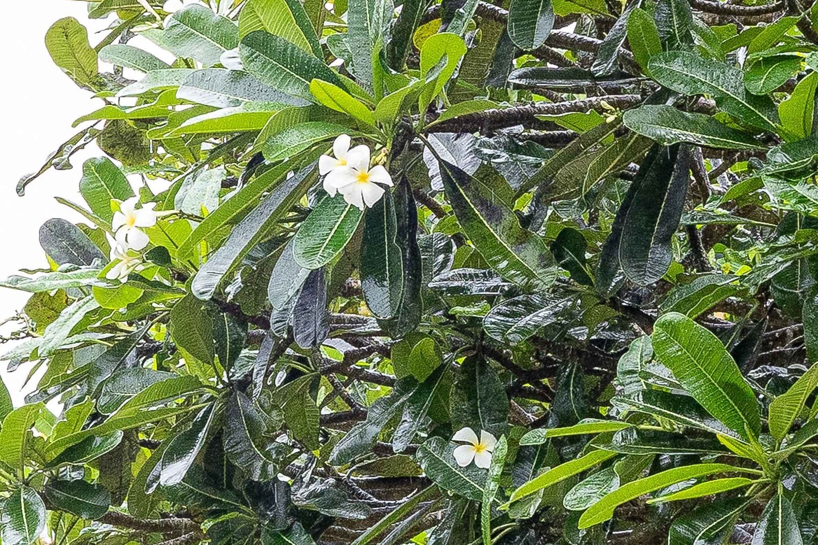 Flowers on the grounds of the Blue Water Hotel and spa