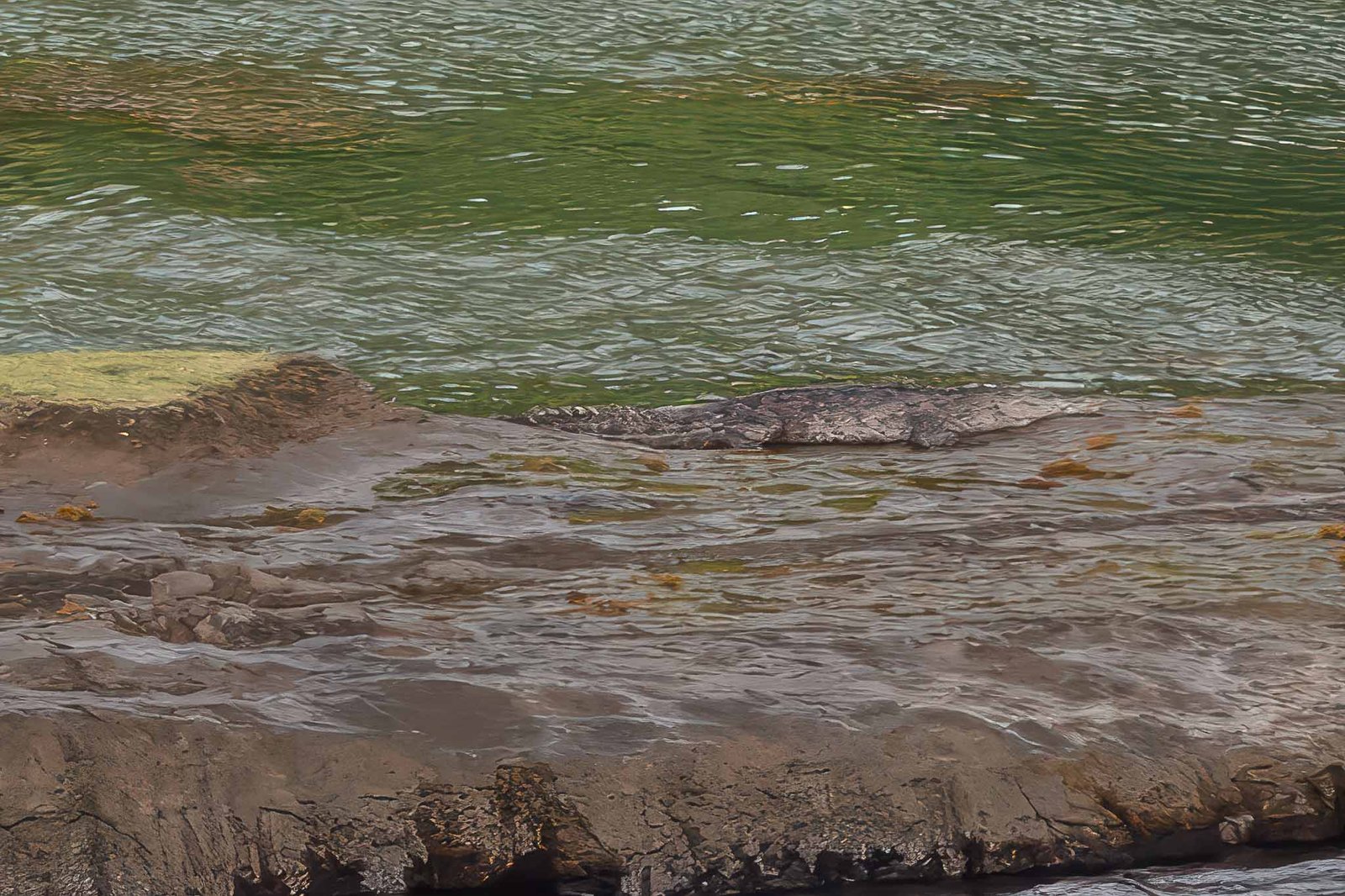 Alligator on the edge of the canal