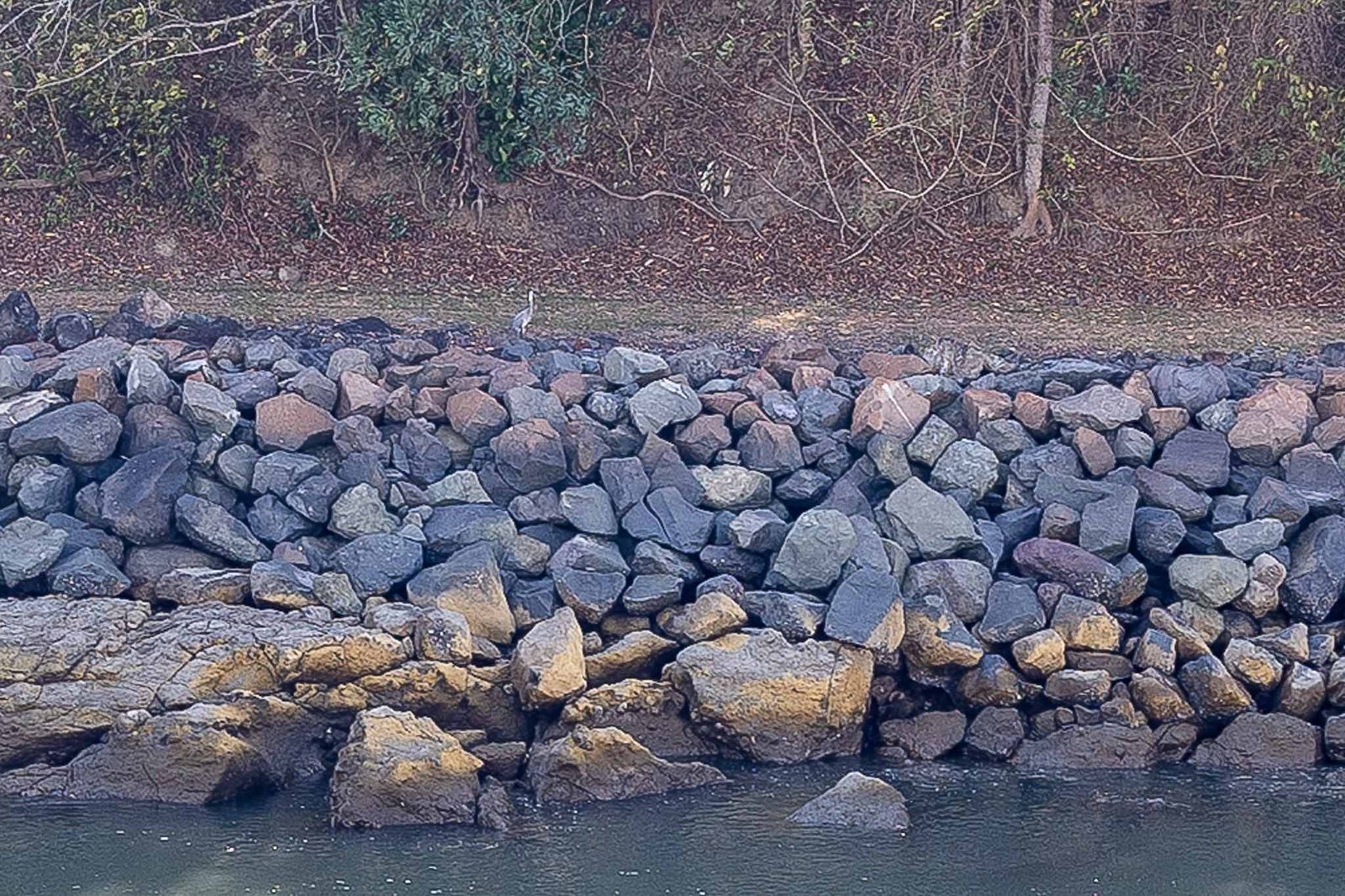 Heron by the side of the canal