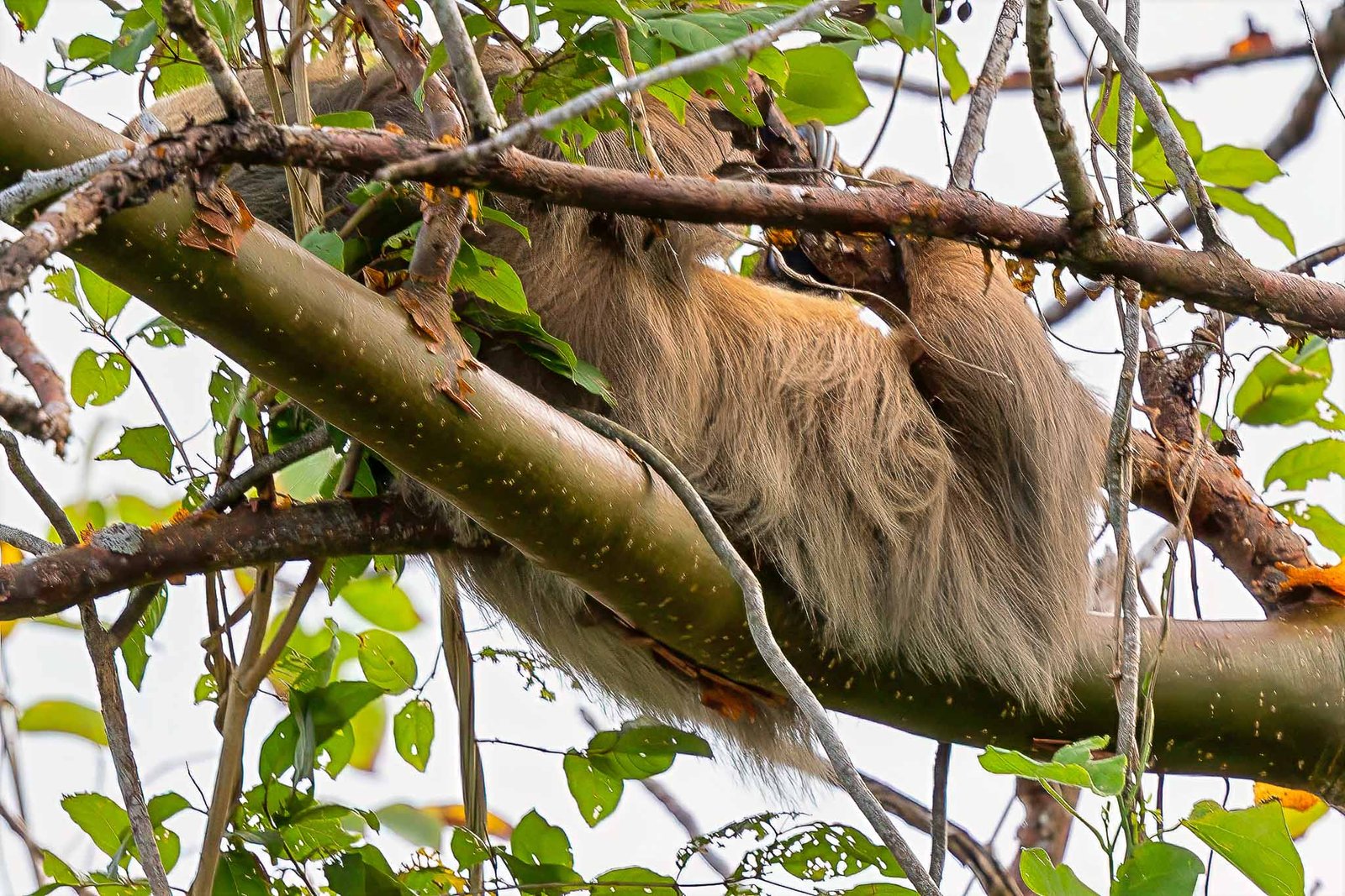Sloth