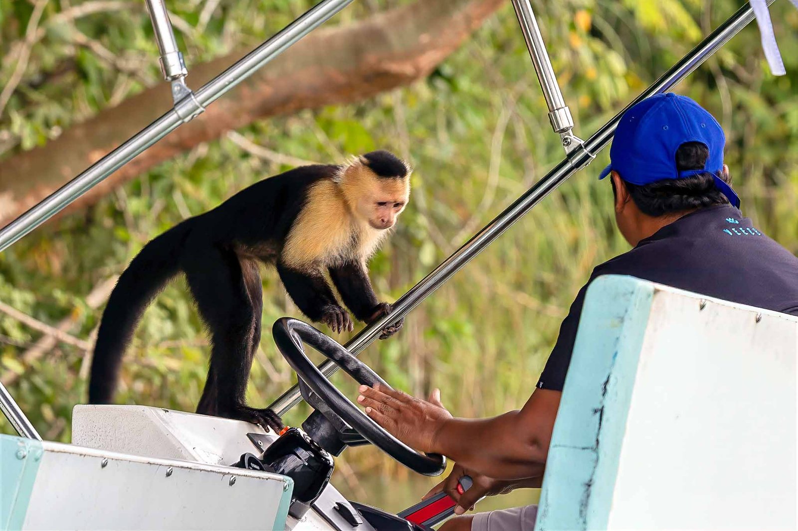 White Faced Capuchin
