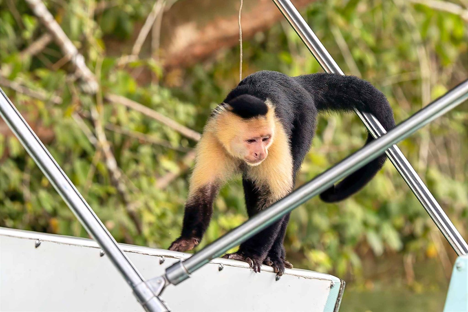 White Faced Capuchin