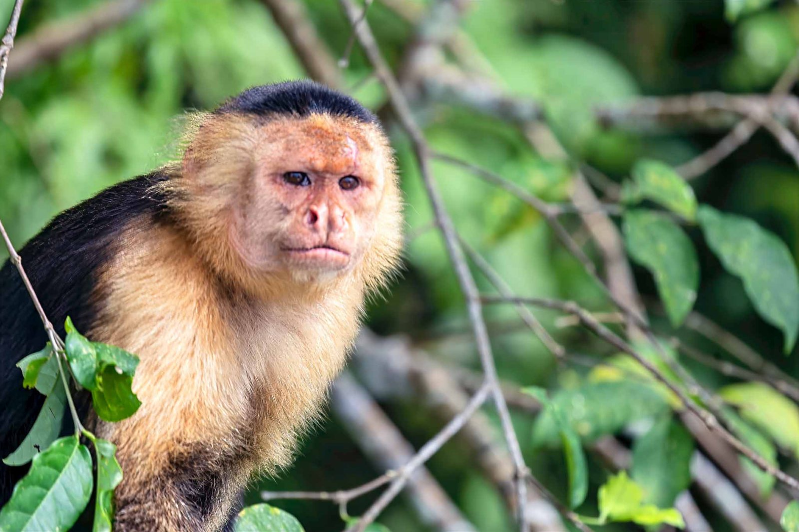 White Faced Capuchin