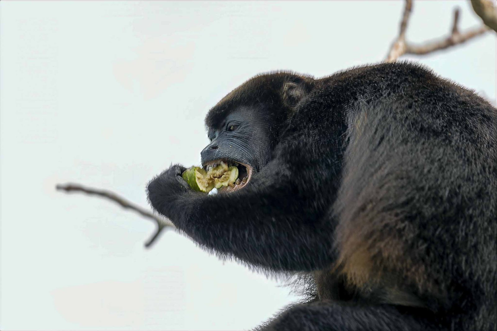 Howler Monkey