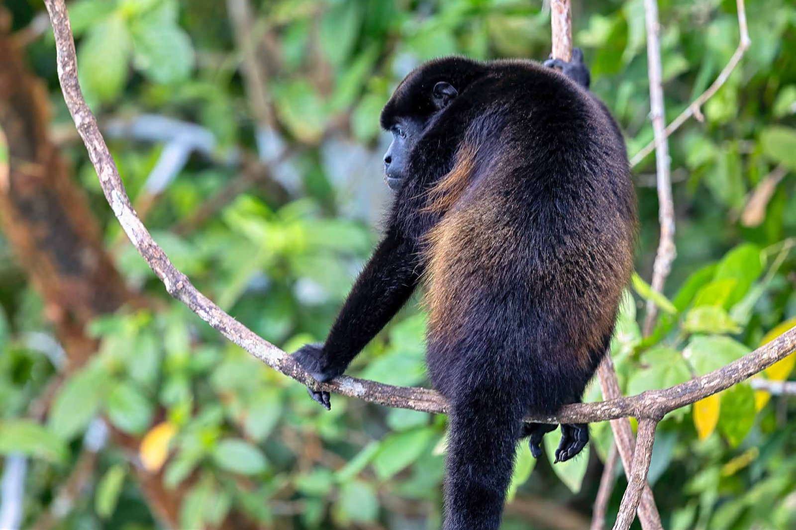 Howler Monkey
