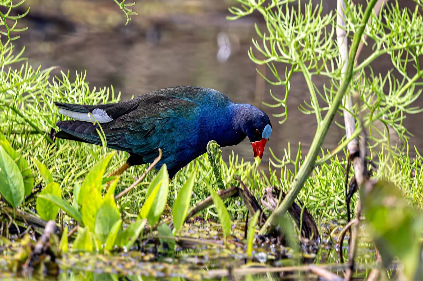 Purple Gallinule