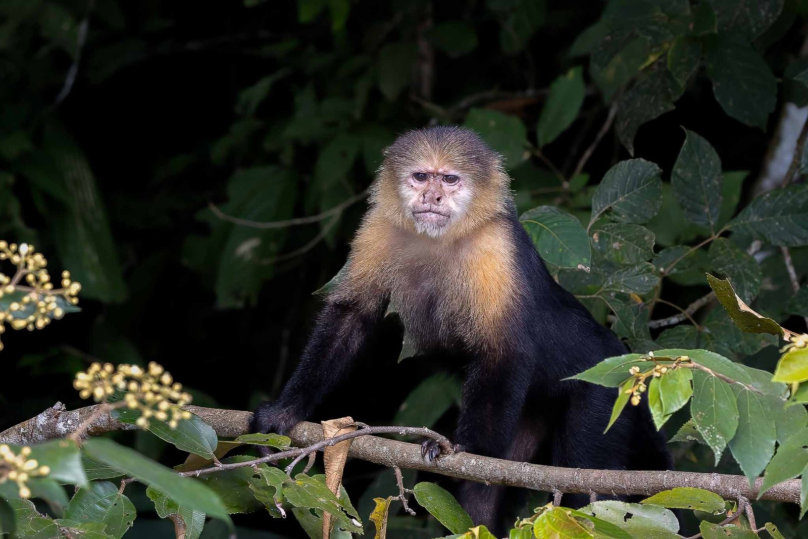 White Faced Capuchin