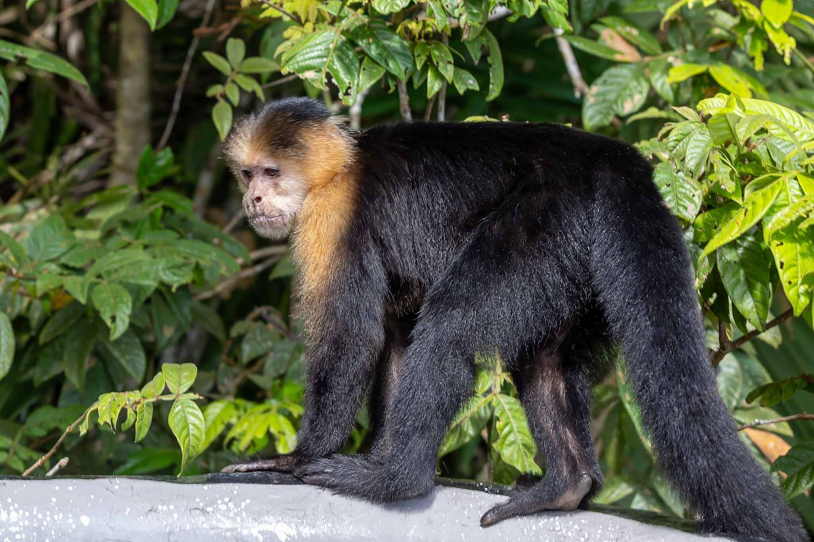 White Faced Capuchin